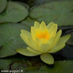 Fiore di loto Fiori acquatici nomi