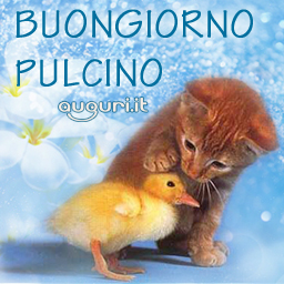 Buongiorno Pulcino