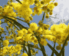 Tante mimose per te